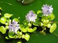 Водяной гиацинт цветет